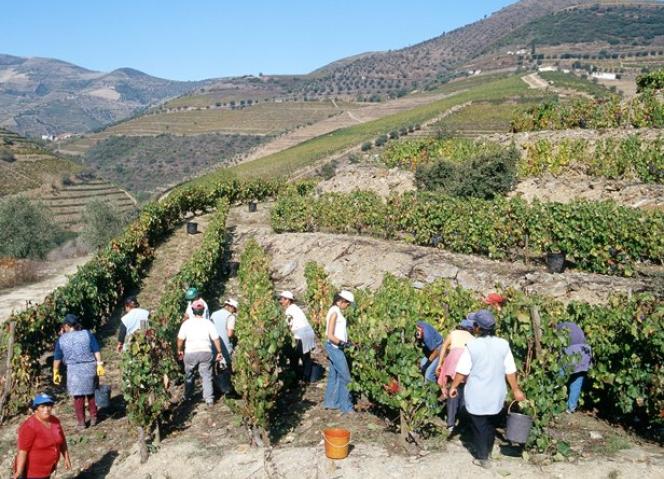 Conferências do Douro 2016 destacam potencial dos geoparques