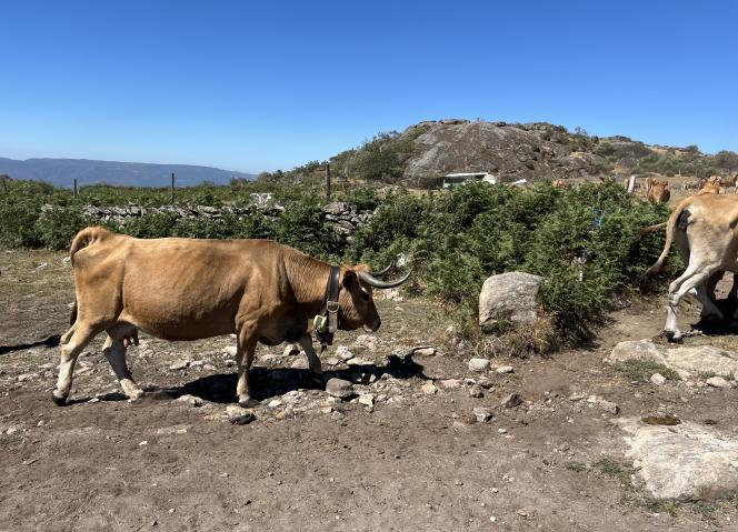 Como podemos atrair mais jovens para a agricultura e preservar o nosso pastoreio comunitário? A resposta está na inovação!