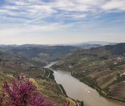 Candidaturas ao “Prémio Vinha Douro” prolongadas até 30 de outubro