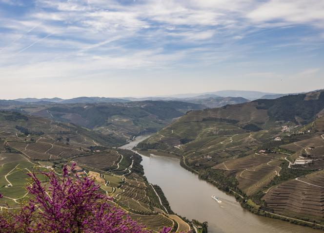 Candidaturas ao “Prémio Vinha Douro” prolongadas até 30 de outubro