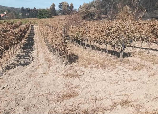 Boletins informativos para a Gestão da Vinha e Solo no Pós Incêndio