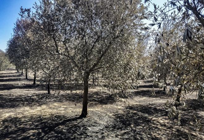 Linha de Apoio à Regeneração, Valorização Turística e Promoção dos Territórios atingidos pelos Incê...