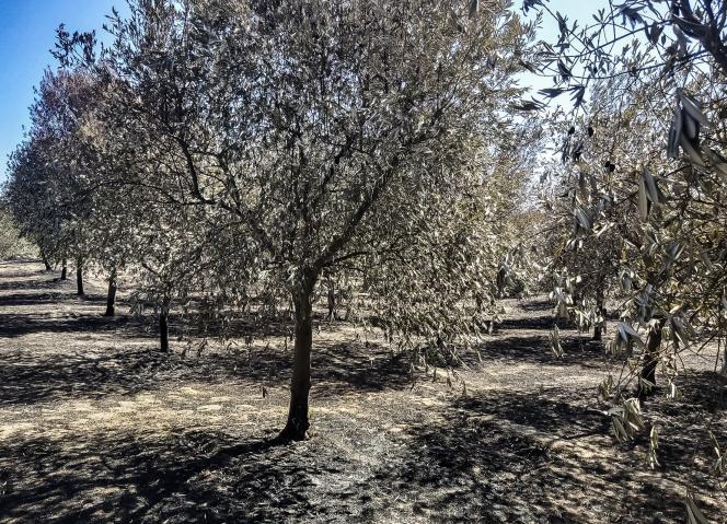 Linha de Apoio à Regeneração, Valorização Turística e Promoção dos Territórios atingidos pelos Incêndios Rurais