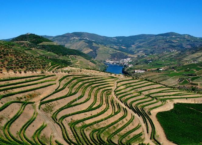 CCDR-N e UTAD apresentam Plataforma de Inovação da Vinha e do Vinho