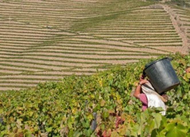 Douro com maior dinâmica na Reconversão e Reestruturação de Vinhas