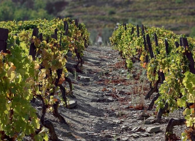 Peritos debatem a geologia do Alto Douro Vinhateiro