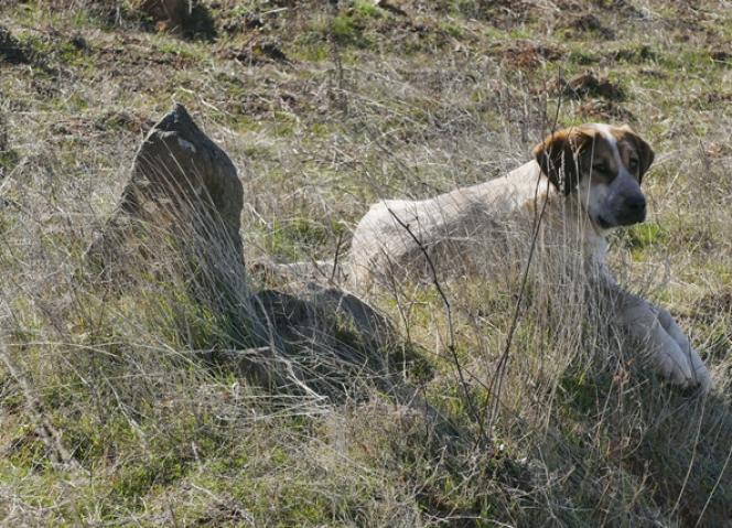 Apoios para centros de recolha oficial de Animais de Companhia