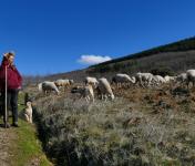 FAO declara região do Barroso património agrícola mundial