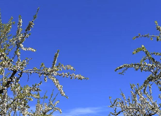 "Amendoal e Inovação" - SAP4CircularAgriculture