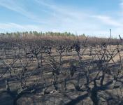 Incêndios: Os Apoios começam a chegar ao terreno na próxima semana e já podem ser solicitados junto das autarquias