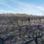 Incêndios: Os Apoios começam a chegar ao terreno na próxima semana e já podem ser solicitados junto das autarquias