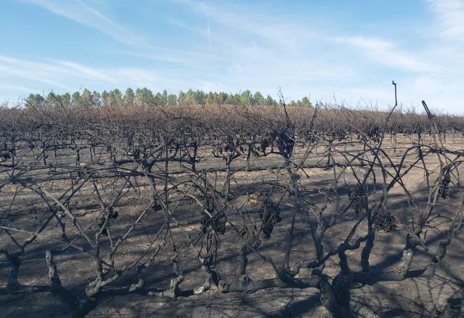 Incêndios: Os Apoios começam a chegar ao terreno na próxima semana e já podem ser solicitados junto...