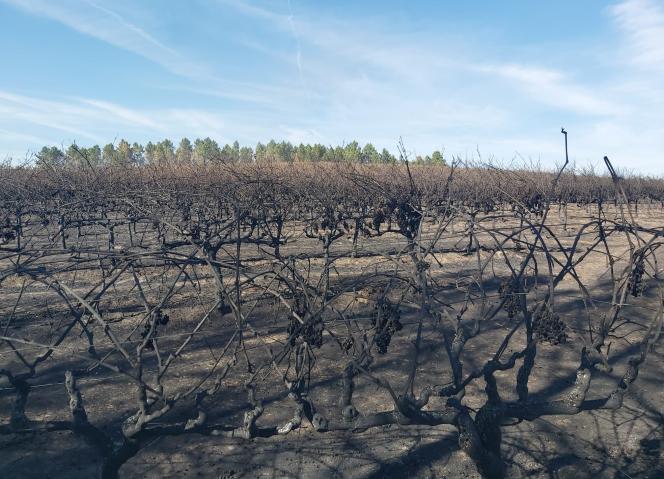 Incêndios: Os Apoios começam a chegar ao terreno na próxima semana e já podem ser solicitados junto das autarquias