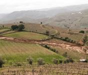 VITIS 2026/2027 abre período excecional de candidaturas com dotação de 5 milhões de euros