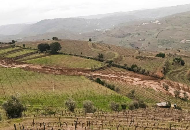 VITIS 2026/2027 abre período excecional de candidaturas com dotação de 5 milhões de euros