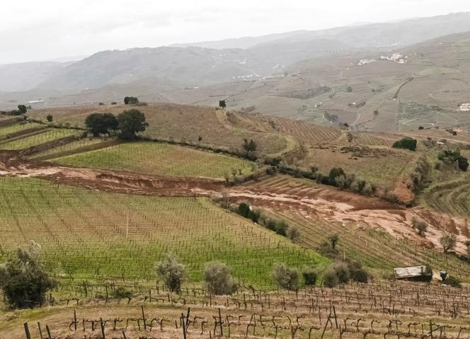 VITIS 2026/2027 abre período excecional de candidaturas com dotação de 5 milhões de euros