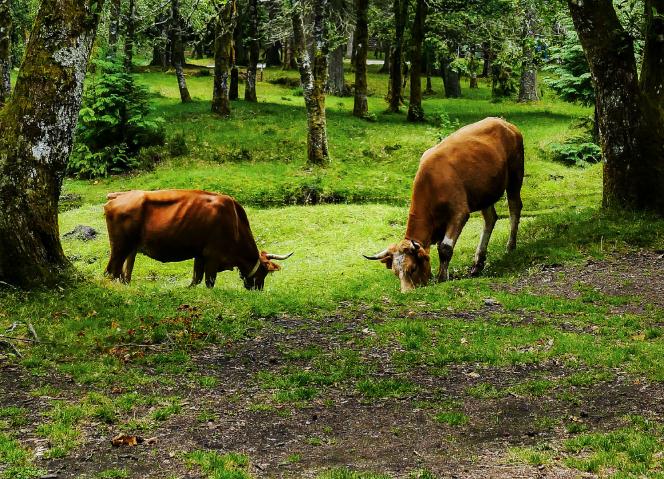 Peneda-Gerês recebe seminário caminhado sobre o futuro das pastagens e do pastoreio de montanha