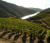 Douro distinguido como "International Wine Region of the Year" nos Wine Enthusiast Wine Star Awards 2025