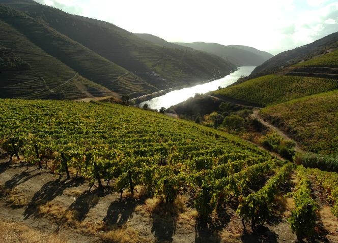 Douro distinguido como "International Wine Region of the Year" nos Wine Enthusiast Wine Star Awards 2025