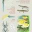 "Ilustração da Natureza" é o lema da residência artística Nortear Ilustrado