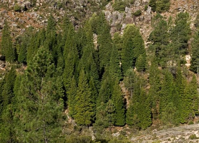 GNP, AECT promove Job Day da Eurorregião Galiza-Norte de Portugal para o Setor Florestal