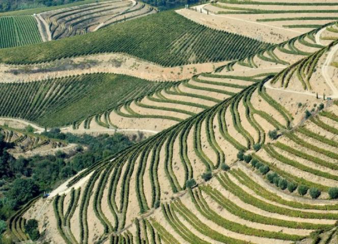 Alto Douro Vinhateiro em destaque no Dia Mundial do Solo